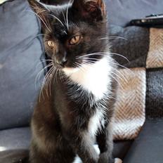 Blanding af racer Chaplin