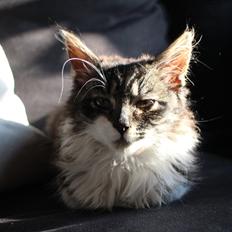 Blanding af racer Harley