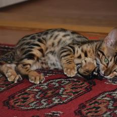 Bengal Bobbi