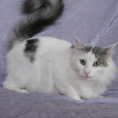 Norsk Skovkat Dk Beukels Hermonie