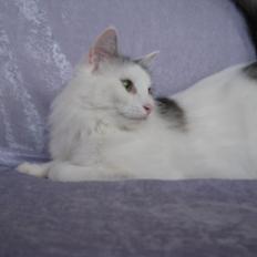 Norsk Skovkat Dk Beukels Hermonie