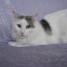 Norsk Skovkat Dk Beukels Hermonie