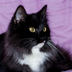 Norsk Skovkat Dk Himmark`s Holly