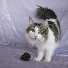 Norsk Skovkat Dk Zekapes Chanel