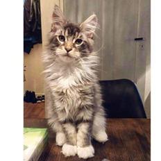 Maine Coon Calvin