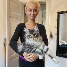 Maine Coon Calvin