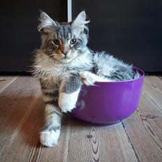 Maine Coon Calvin