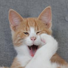 Blanding af racer Ludvig