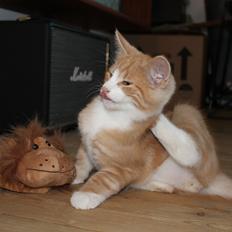 Blanding af racer Ludvig