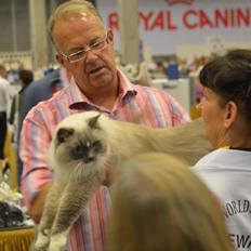 Ragdoll Arsenal bliv Grand International Premier