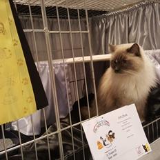 Ragdoll Arsenal bliv Grand International Premier