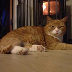 Huskat Pjuske (R.I.P.)