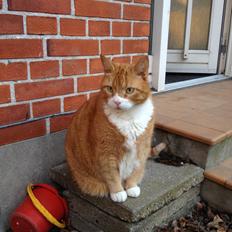 Huskat Pjuske (R.I.P.)