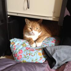 Huskat Pjuske (R.I.P.)