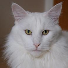 Maine Coon DK Krammedyret Zorro Ice 