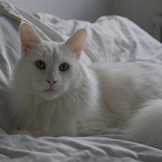 Maine Coon DK Krammedyret Zorro Ice 