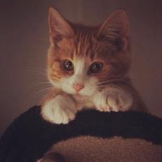 Blanding af racer Ludvig