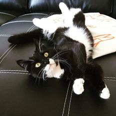 Blanding af racer Fenja