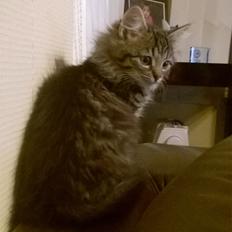 Norsk Skovkat Pjuske