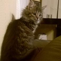 Norsk Skovkat Pjuske