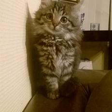 Norsk Skovkat Pjuske