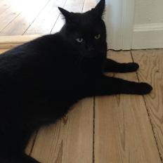 Blanding af racer Buller