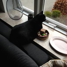 Blanding af racer Buller