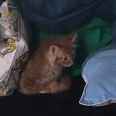 Blanding af racer Albus