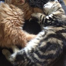 Blanding af racer Albus