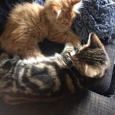 Blanding af racer Albus