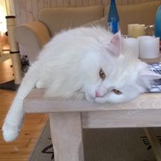 Maine Coon Speedy - Himmelkat