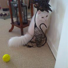 Maine Coon Speedy - Himmelkat
