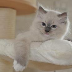 Ragdoll DK Fjordbækken's Santino