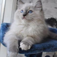 Ragdoll DK Fjordbækken's Santino