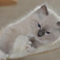 Ragdoll DK Fjordbækken's Santino