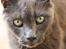Blanding af racer Alberto (himmel kat)