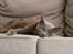 Blanding af racer Alberto (himmel kat)