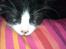 Huskat Mia EFTERLYSNING 