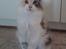 Maine Coon PR. DK Bjørnholts Eliana. 26/3 - 27 juni 2013