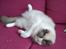 Ragdoll Dk Jaquet Piper Heidsieck