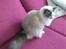 Ragdoll Dk Jaquet Piper Heidsieck