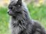 Maine Coon Marcus