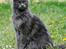 Maine Coon Marcus