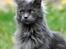 Maine Coon Marcus
