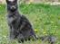 Maine Coon Marcus