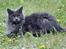 Maine Coon Marcus