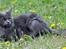 Maine Coon Marcus