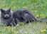 Maine Coon Marcus