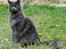 Maine Coon Marcus