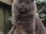 Maine Coon DK Proud Danish Prince Charming